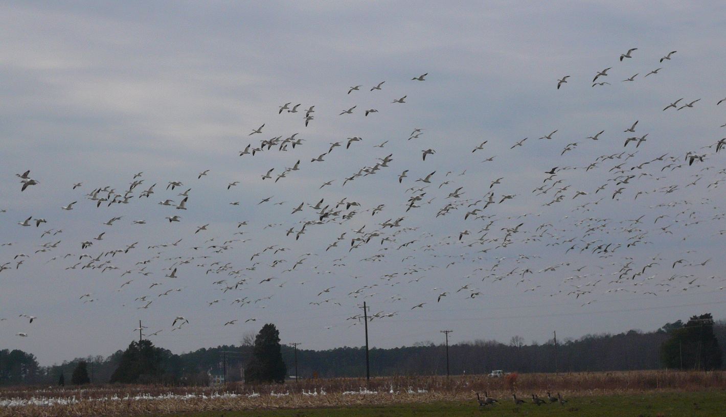 photo of snow geese @ Blackwater Wildlife Refuge