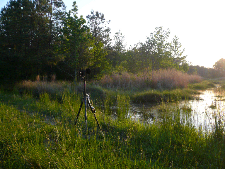Image of Blackwater NWR recording area