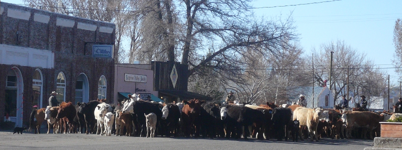 Image of cattle drive proceeding through the middle of a small town street.