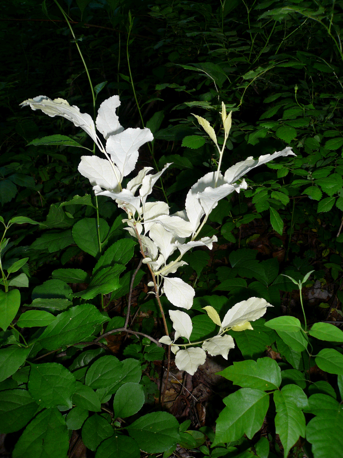 Albino Plant or ...?